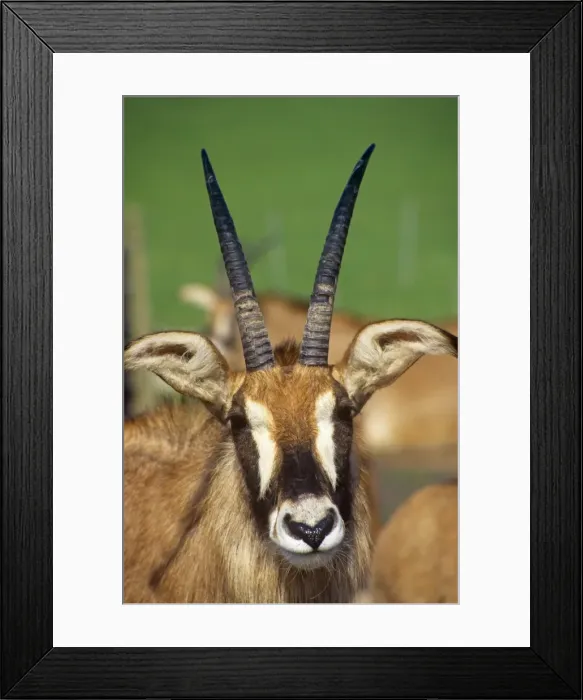 Framed Print : Roan Antelope Africa Framed Print : Roan Antelope Africa