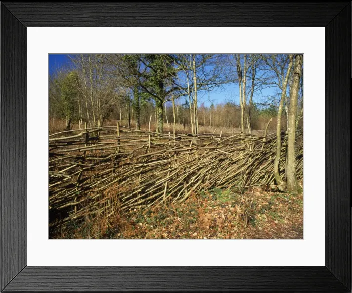 Framed Print : Hazel Coppice - Deer fence Garston Wood, Dorset, UK