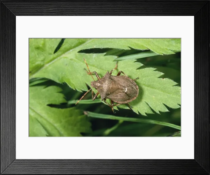 Framed Print : Spiny Shield Bug Framed Print : Spiny Shield Bug