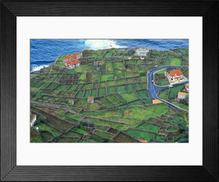 Framed Print : Madeira ROG 9526 Tiny fields hedged with Tree Heather, against wind. Port do Moniz, West Madira. © Bob Gibbons / ARDEA LONDON Framed Print : Madeira ROG 9526 Tiny fields hedged with Tree Heather, against wind. Port do Moniz, West Madira. © Bob Gibbons / ARDEA LONDON