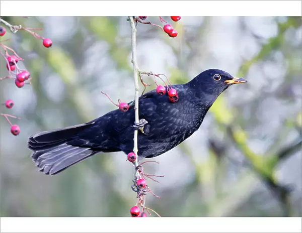 Blackbird. ROY-454. Common Blackbird - Hanging from hawthorn bush to reach berries