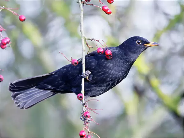 Blackbird. ROY-454. Common Blackbird - Hanging from hawthorn bush to reach berries