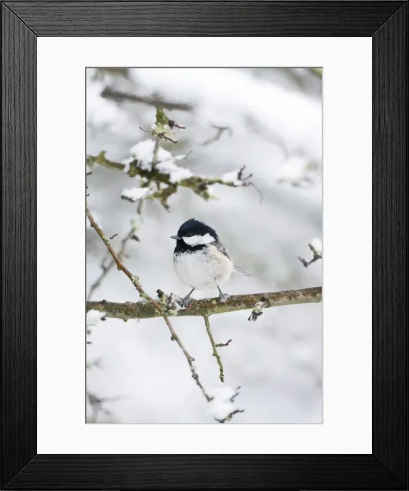 Framed Print : Coal Tit. ROY-457. Coal Tit - Perched in snow Framed Print : Coal Tit. ROY-457. Coal Tit - Perched in snow