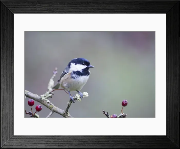 Framed Print : Coal Tit. ROY-458. Coal Tit - Portrait of bird in hawthorn bush Framed Print : Coal Tit. ROY-458. Coal Tit - Portrait of bird in hawthorn bush