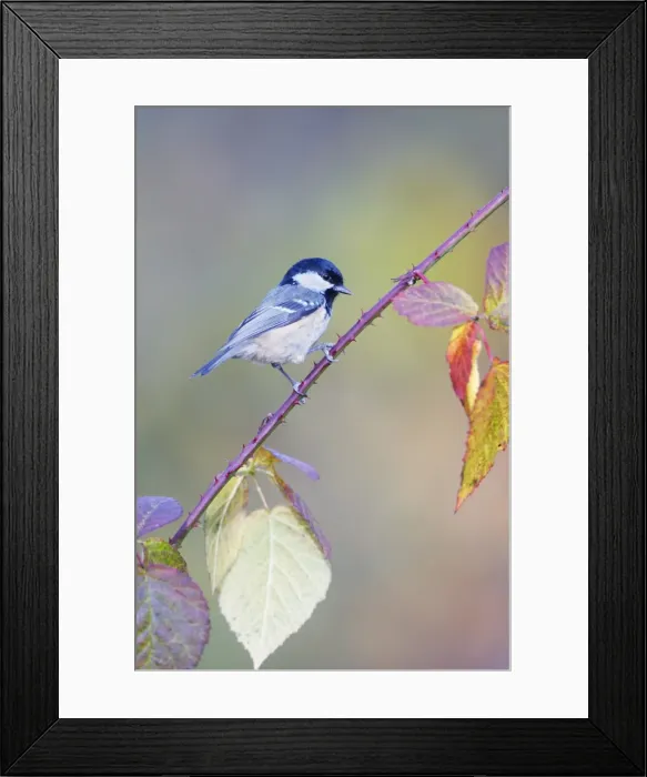Framed Print : Coal Tit - Perched on bramble stem showing autumn coloured foliage - Cleveland - UK