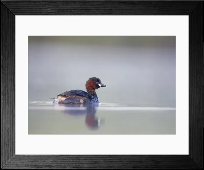 Framed Print : Little Grebe Framed Print : Little Grebe