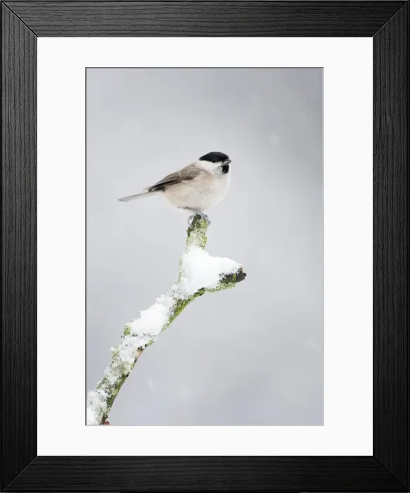 Framed Print : Marsh Tit - In snow storm - Cleveland - UK Framed Print : Marsh Tit - In snow storm - Cleveland - UK