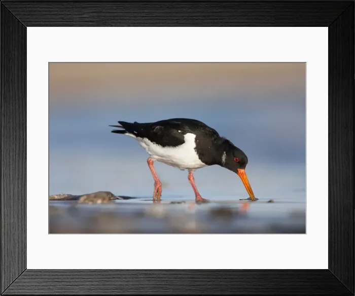 Framed Print : Oystercatcher Framed Print : Oystercatcher