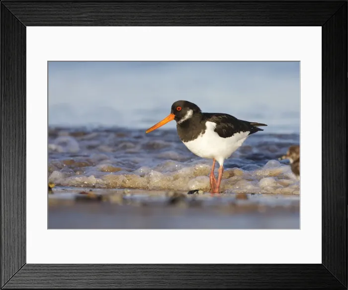 Framed Print : Oystercatcher Framed Print : Oystercatcher