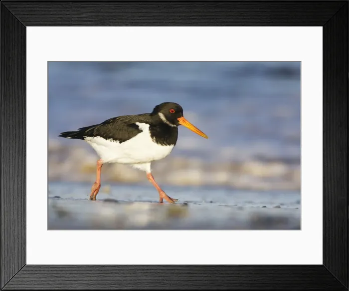 Framed Print : Oystercatcher Framed Print : Oystercatcher