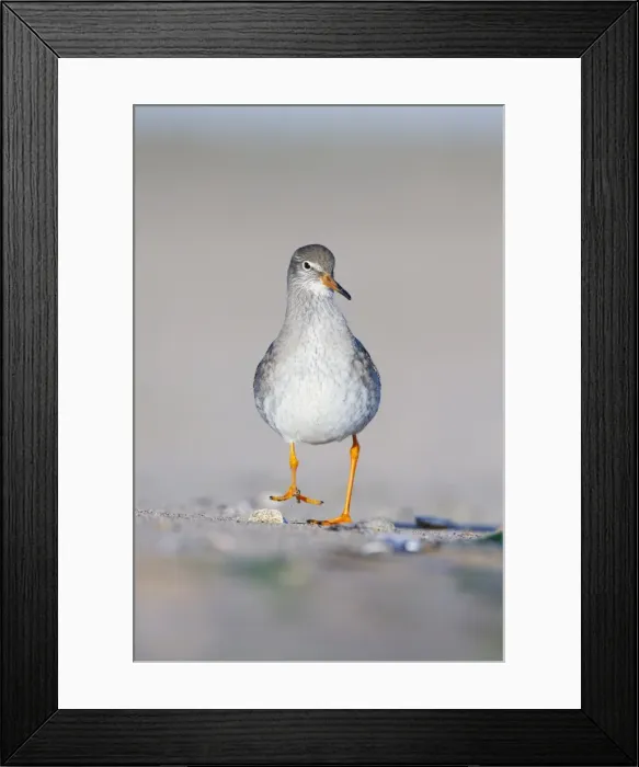 Framed Print : Common Redshank - Face on ground-level perspective of bird walking along sandy beach - Cleveland - UK Framed Print : Common Redshank - Face on ground-level perspective of bird walking along sandy beach - Cleveland - UK