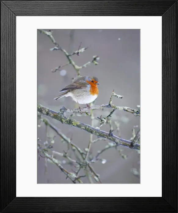 Framed Print : Robin. ROY-474. European Robin - In snow flurry showing bright red breast Framed Print : Robin. ROY-474. European Robin - In snow flurry showing bright red breast