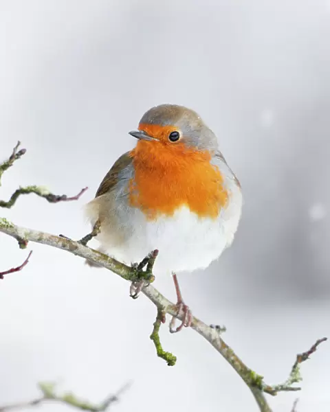 European Robin in snow - Close-up showing red breast feathers and snow falling - North Yorkshire - UK