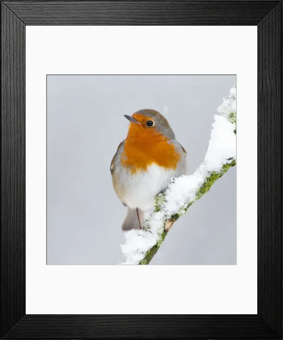Framed Print : European Robin in snow - Close-up showing red breast feathers and snow falling - North Yorkshire - UK Framed Print : European Robin in snow - Close-up showing red breast feathers and snow falling - North Yorkshire - UK