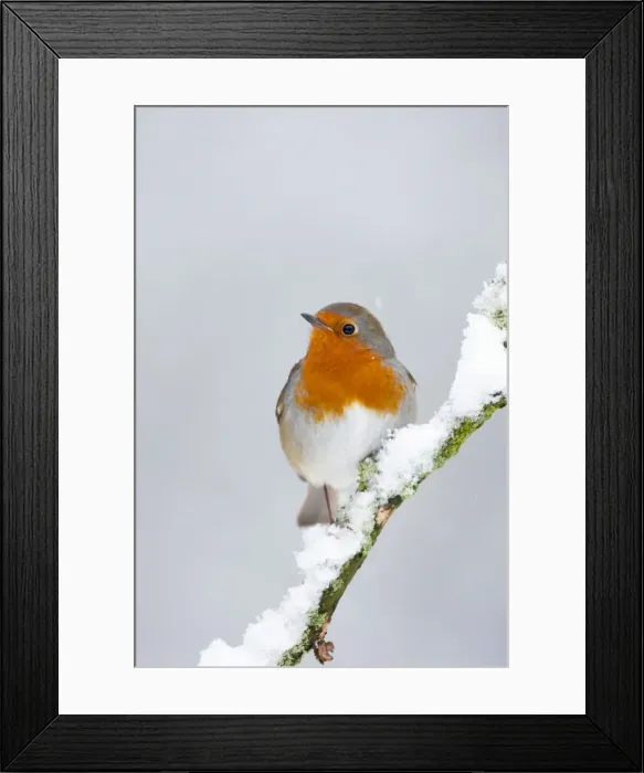 Framed Print : European Robin Framed Print : European Robin
