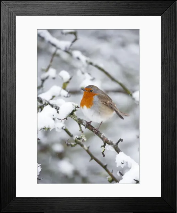 Framed Print : European Robin Framed Print : European Robin