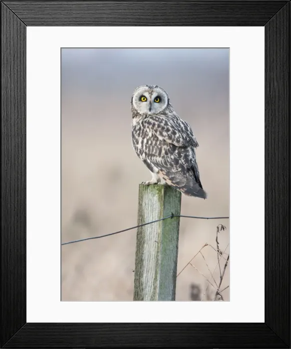 Framed Print : Short-eared Owl Framed Print : Short-eared Owl