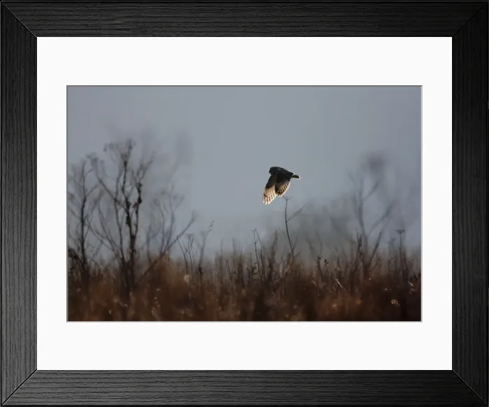Framed Print : Short-eared Owl Framed Print : Short-eared Owl