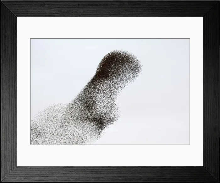 Framed Print : Starling Flock Framed Print : Starling Flock