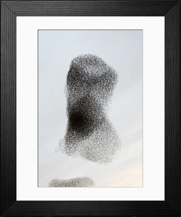 Framed Print : Starling Flock Framed Print : Starling Flock