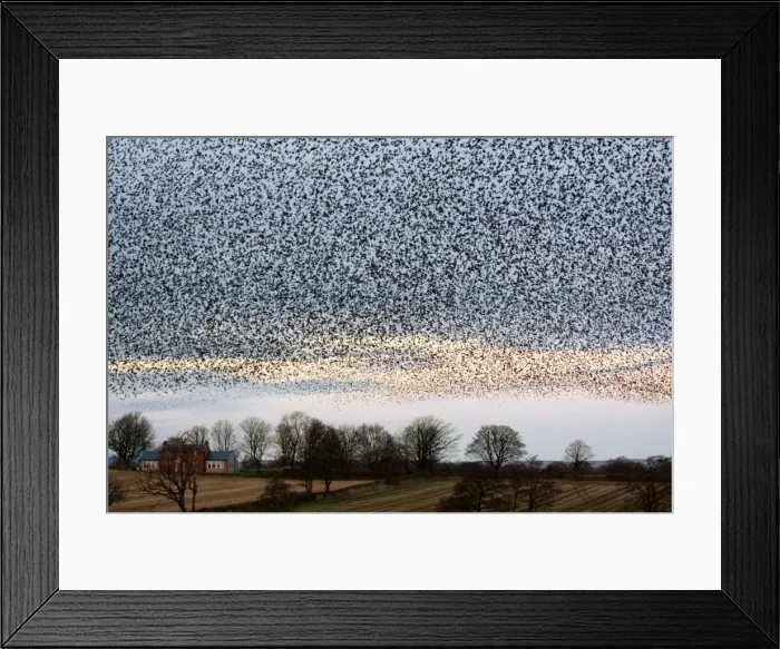 Framed Print : Starling Flock Framed Print : Starling Flock