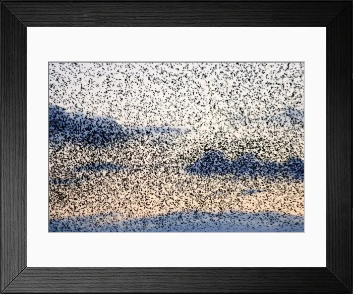 Framed Print : Starling Flock Framed Print : Starling Flock