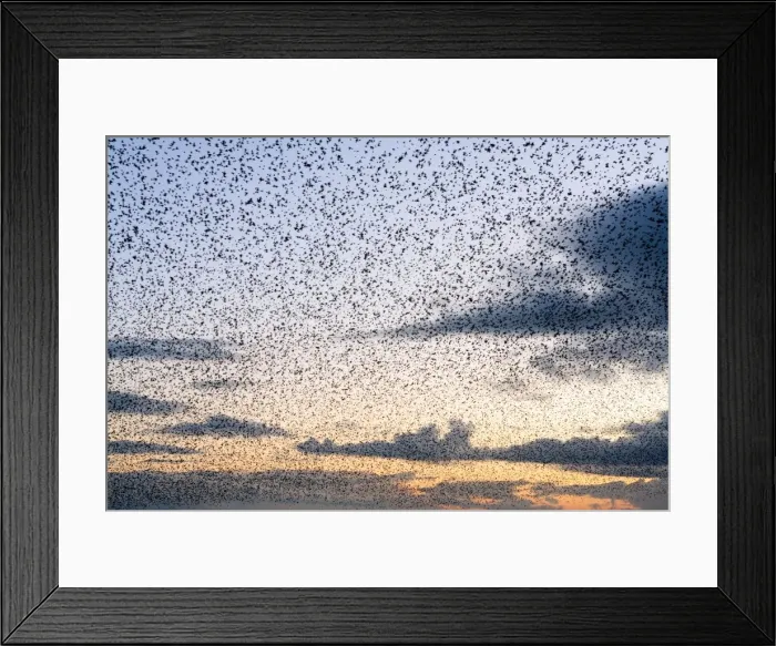 Framed Print : Starling Flock Framed Print : Starling Flock