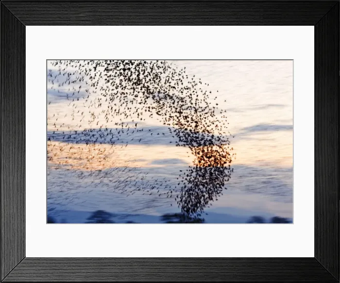Framed Print : Starling Flock Framed Print : Starling Flock