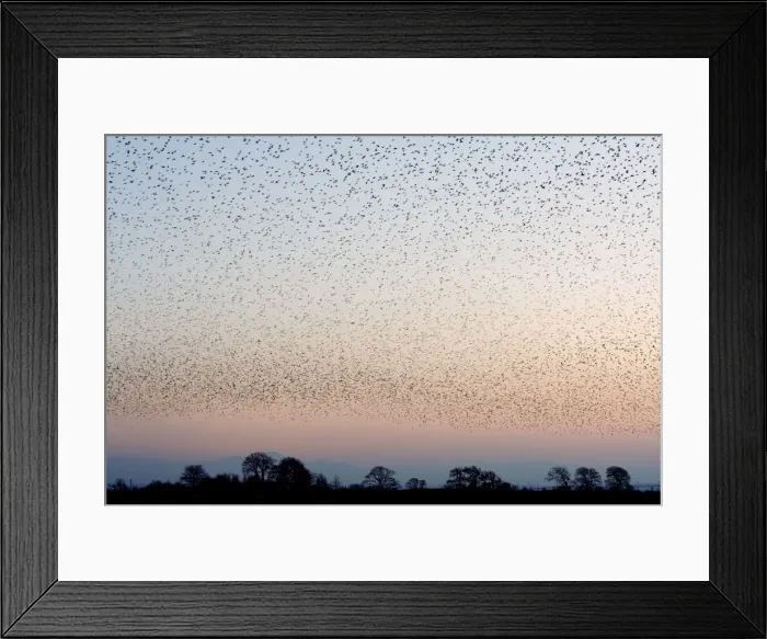 Framed Print : Starling Flock Framed Print : Starling Flock