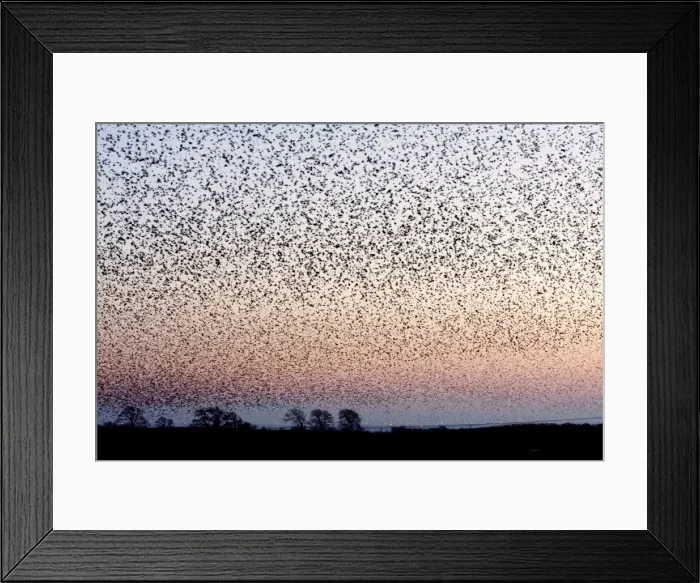 Framed Print : Starling Flock Framed Print : Starling Flock