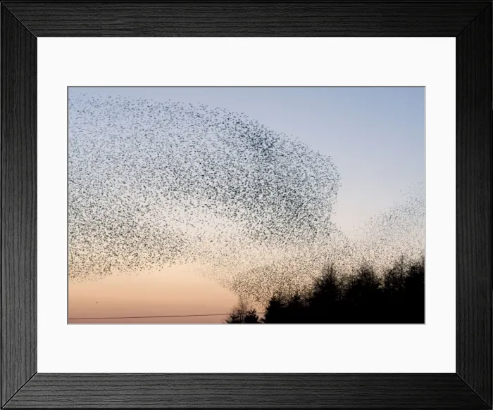 Framed Print : Starling Flock Framed Print : Starling Flock