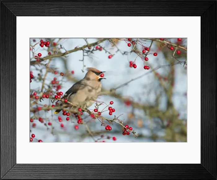 Framed Print : Waxwing. ROY-503. Waxwing (Bohemian) - Eating hawthorn berry Framed Print : Waxwing. ROY-503. Waxwing (Bohemian) - Eating hawthorn berry
