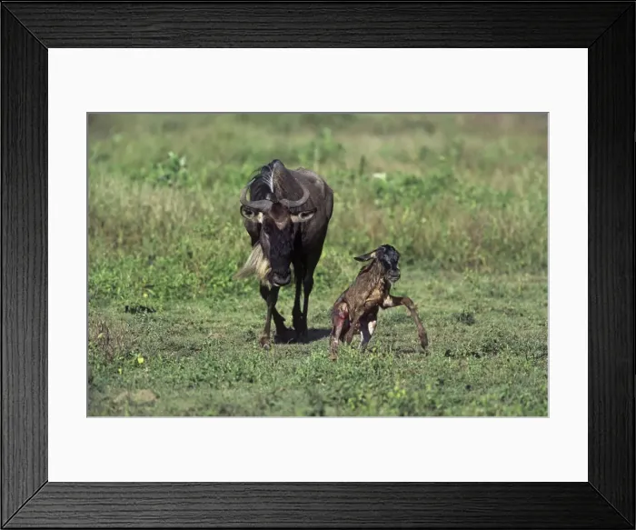 Framed Print : Blue Wildebeest - Newborn calf getting to its feet Framed Print : Blue Wildebeest - Newborn calf getting to its feet