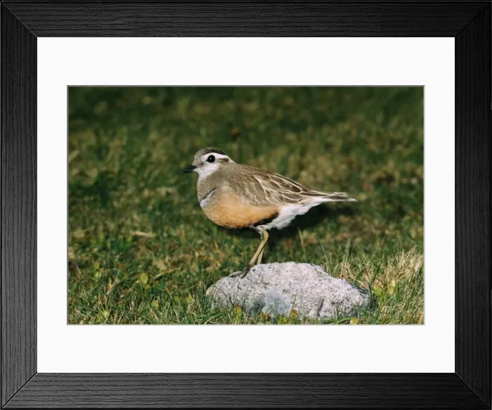 Framed Print : Dotterel RTS 129 Adult male © Robert T. Smith / ARDEA LONDON Framed Print : Dotterel RTS 129 Adult male © Robert T. Smith / ARDEA LONDON
