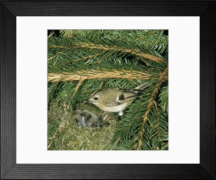 Framed Print : Goldcrest RTS 1371 At nest Regulus regulus © Robert T. Smith / ARDEA LONDON Framed Print : Goldcrest RTS 1371 At nest Regulus regulus © Robert T. Smith / ARDEA LONDON