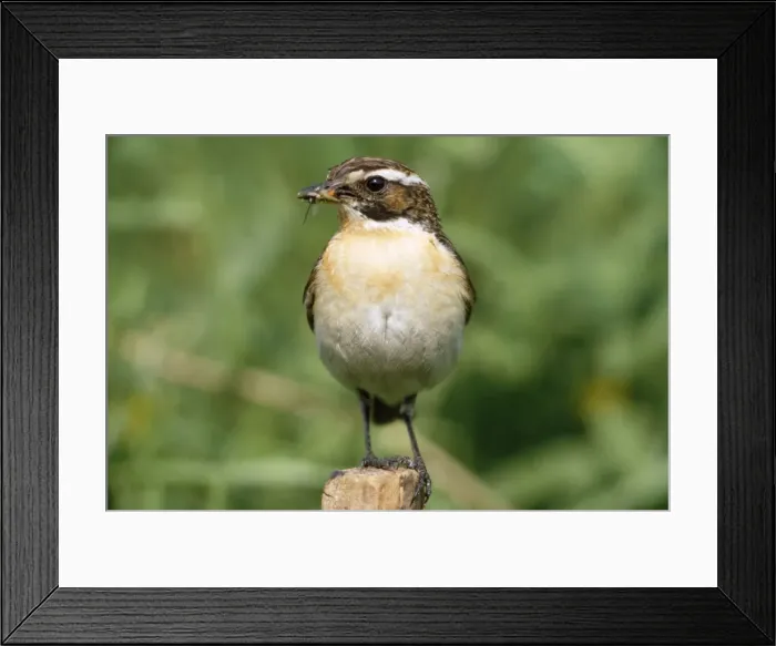 Framed Print : Whinchat - with an insect in beak Lockerbie, Dumfrieshire, Scotland