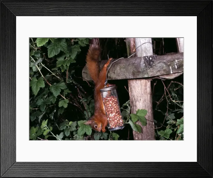 Framed Print : Red Squirrel RTS 1833 Feeding on nuts from wire feeder Sciurus vulgaris © Bobby Smith / ARDEA LONDON Framed Print : Red Squirrel RTS 1833 Feeding on nuts from wire feeder Sciurus vulgaris © Bobby Smith / ARDEA LONDON