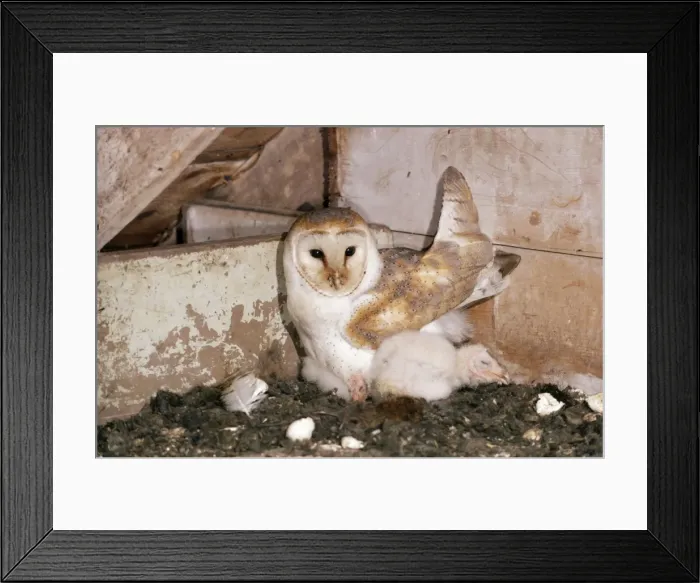 Framed Print : Barn Owl RTS 24 Tyto alba © R. T. Smith / ARDEA LONDON Framed Print : Barn Owl RTS 24 Tyto alba © R. T. Smith / ARDEA LONDON