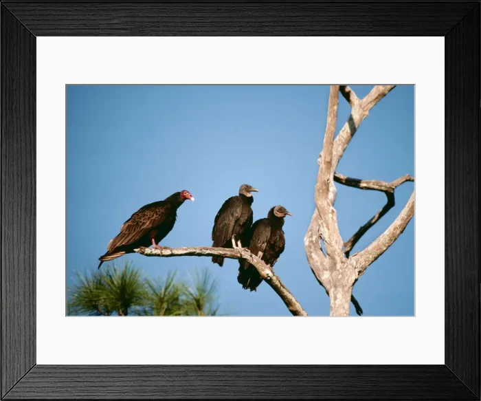 Framed Print : Black Vultures RV 2021 On tree branch with Turkey Vulture - Florida Curagyps atratus - Cathartes aura © Richard Vaughan / ARDEA LONDON Framed Print : Black Vultures RV 2021 On tree branch with Turkey Vulture - Florida Curagyps atratus - Cathartes aura © Richard Vaughan / ARDEA LONDON