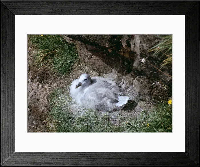Framed Print : Fulmar RV 608 Young on cliff edge, losing down Fulmarus glacialis © Richard Vaughan / ARDEA LONDON Framed Print : Fulmar RV 608 Young on cliff edge, losing down Fulmarus glacialis © Richard Vaughan / ARDEA LONDON
