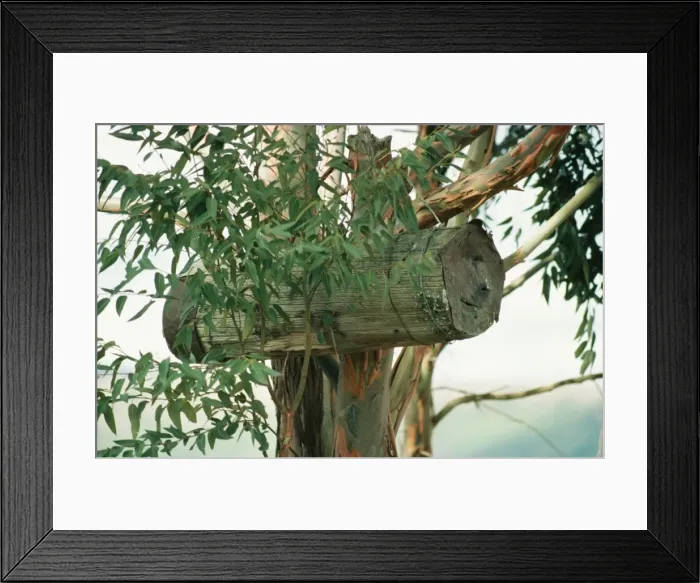 Framed Print : Bee Hive RW 872 For wild Bee's, made of hollowed trunks and hung on tree. Kenya East Africa. © Richard Waller / ARDEA LONDON Framed Print : Bee Hive RW 872 For wild Bee's, made of hollowed trunks and hung on tree. Kenya East Africa. © Richard Waller / ARDEA LONDON