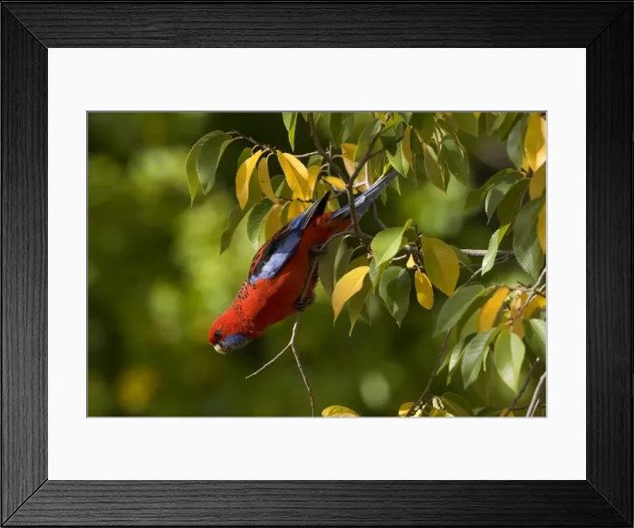 Framed Print : Crimson Rosella - adult Crimson Rosella in a tree with autumn-coloured foliage looking down towards the ground - Grampians National Park, Victoria, Australia Framed Print : Crimson Rosella - adult Crimson Rosella in a tree with autumn-coloured foliage looking down towards the ground - Grampians National Park, Victoria, Australia