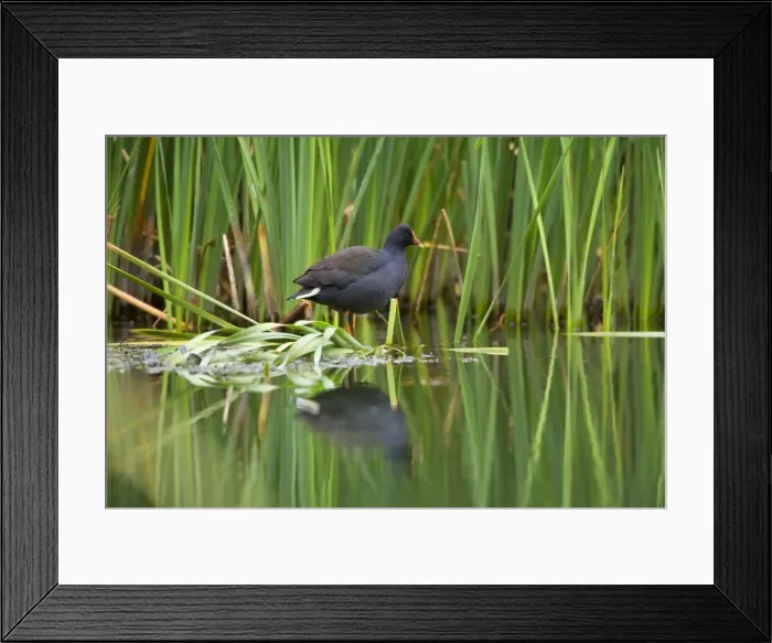 Framed Print : Dusky Moorhen - adult sits on shore vegetation looking out. The body of the moorhen reflects in the calm water's surface - Ellery Creek Big Hole, West MacDonnell National Park, Northern Territory, Australia Framed Print : Dusky Moorhen - adult sits on shore vegetation looking out. The body of the moorhen reflects in the calm water's surface - Ellery Creek Big Hole, West MacDonnell National Park, Northern Territory, Australia