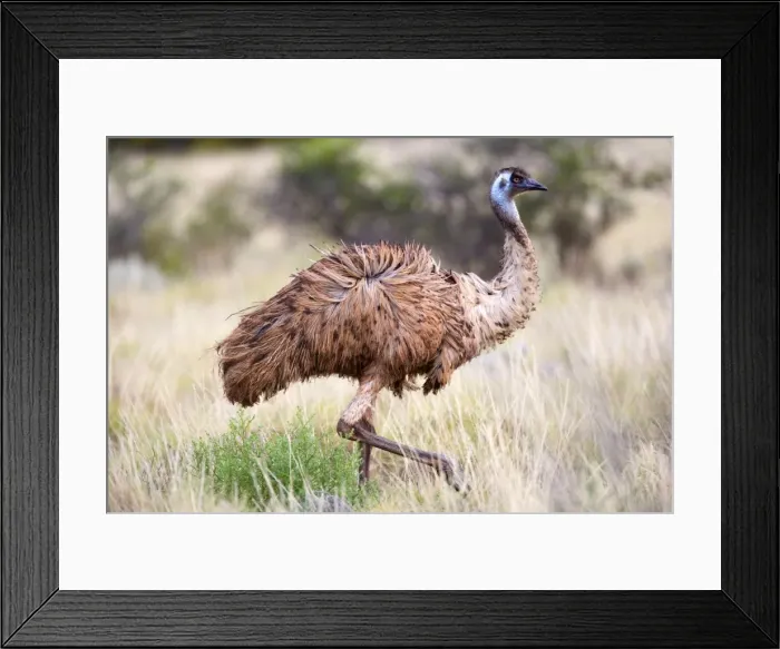 Framed Print : Emu - an adult emu stalking through grassland - Cape Range National Park, Western Australia, Australia Framed Print : Emu - an adult emu stalking through grassland - Cape Range National Park, Western Australia, Australia