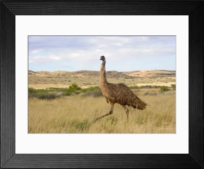 Framed Print : Emu - wideangle shot of an adult emu stalking through grassland - Cape Range National Park, Western Australia, Australia Framed Print : Emu - wideangle shot of an adult emu stalking through grassland - Cape Range National Park, Western Australia, Australia