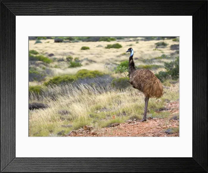 Framed Print : Emu - wideangle shot of an adult emu standing on a hill overlooking its grassy territory - Cape Range National Park, Western Australia, Australia Framed Print : Emu - wideangle shot of an adult emu standing on a hill overlooking its grassy territory - Cape Range National Park, Western Australia, Australia