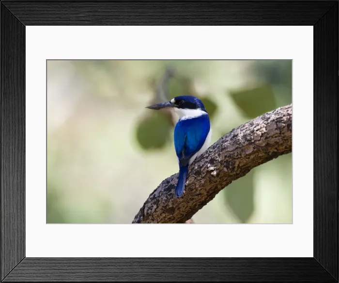Framed Print : Forest Kingfisher - adult Forest Kingfisher sitting on a branch in a light forest looking out for prey - Northern Territory Framed Print : Forest Kingfisher - adult Forest Kingfisher sitting on a branch in a light forest looking out for prey - Northern Territory