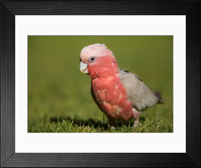 Framed Print : Galah - portrait of an adult Galah feeding on freshly sprouted grass and its roots - Northern Territory, Australia Framed Print : Galah - portrait of an adult Galah feeding on freshly sprouted grass and its roots - Northern Territory, Australia