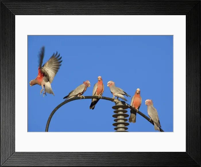 Framed Print : Galah - flock of Galahs sitting on a power post. One of them is flying off at the moment - Northern Territory, Australia Framed Print : Galah - flock of Galahs sitting on a power post. One of them is flying off at the moment - Northern Territory, Australia