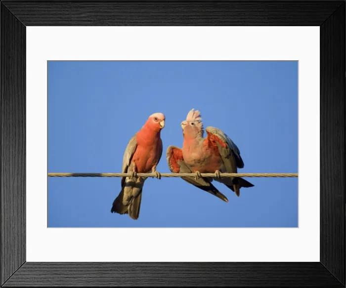 Framed Print : Galah - male Galah just fed its female during courting season. The female is still in the receiving position and a little bit of gunk is still connecting them - Northern Territory, Australia Framed Print : Galah - male Galah just fed its female during courting season. The female is still in the receiving position and a little bit of gunk is still connecting them - Northern Territory, Australia